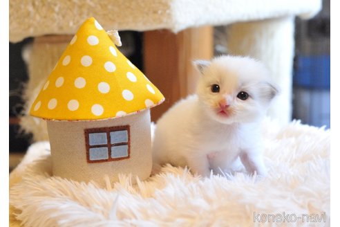 販売中の埼玉県のラグドール-117453の2枚目